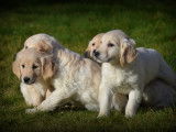 Chiots Golden Retriever à vendre