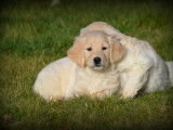 Chiots Golden Retriever à vendre