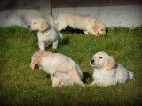 Chiots Golden Retriever à vendre