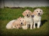 Chiots Golden Retriever à vendre