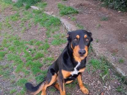 Chien adulte croisé Beauceron à donner