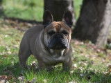 Mâle Bouledogue Français disponible pour saillie