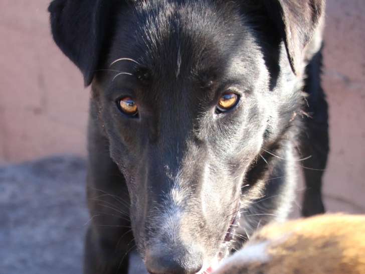 À la recherche d’une famille : chien noir avec marque blanche