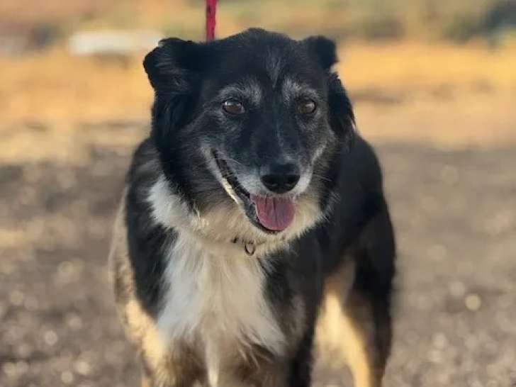 En attente d’un foyer : chienne Border Collie tricolore de 9 ans