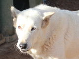 En quête d’un foyer : chienne blanche de 8 ans