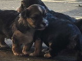 À réserver chiots Morkys – élevage familial
