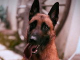 Malinois à donner