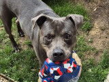 En attente d’un foyer : chien Staffordshire Américain Terrier gris de 6 ans