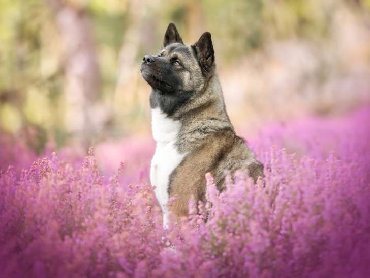 Recherche mâle Akita Américain pour saillie