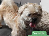 Disponible à l’adoption : chien Shih Tzu de 12 ans au pelage blanc