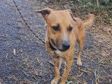 En quête d’un foyer : chien marron