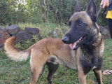 En attente d’un foyer : chien Berger Malinois de 3 ans