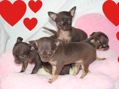 Chiots femelles Chihuahua mini disponibles