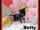 Chiots femelles Chihuahua mini disponibles