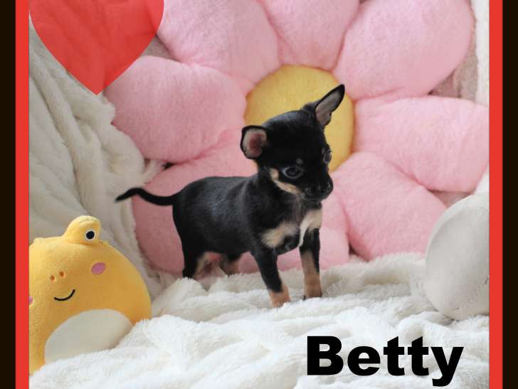 Chiots femelles Chihuahua mini disponibles