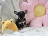 Chiots femelles Chihuahua mini disponibles