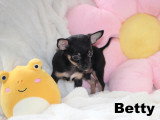 Chiots femelles Chihuahua mini disponibles