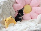 Chiots femelles Chihuahua mini disponibles
