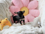 Chiots femelles Chihuahua mini disponibles