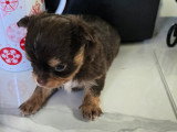 Chiots femelles Chihuahua mini disponibles
