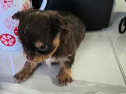 Chiots femelles Chihuahua mini disponibles