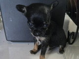 Chiots femelles Chihuahua mini disponibles