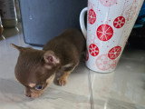 Chiots femelles Chihuahua mini disponibles