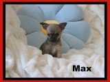 Chiots Mâles Chihuahua mini disponibles