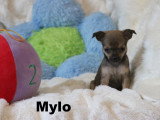 Chiots Mâles Chihuahua mini disponibles