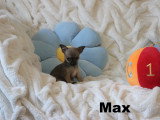 Chiots Mâles Chihuahua mini disponibles