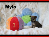 Chiots Mâles Chihuahua mini disponibles