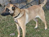 Disponible à l’adoption : chienne Berger Malinois de 3 ans