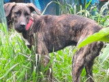 Disponible à l’adoption : chien Berger bringé
