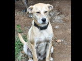 En quête d’un foyer : chien sable d’un an