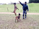 Chiot Berger Malinois Noir à vendre