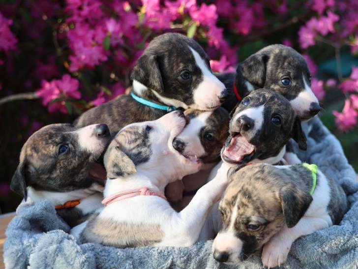 Chiots Whippet LOF à vendre