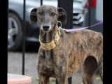 Disponible à l’adoption : chienne Galgo de 5 ans au pelage bringé