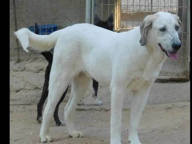 À la recherche d’une famille : chien Mâtin espagnol de 3 ans au pelage blanc