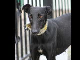 Disponible à l’adoption : chienne Galgo de 2 ans au pelage noir