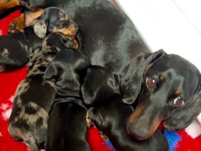 Sublimes chiots Teckel Nain à poil ras LOF à vendre