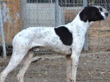 Disponible à l’adoption : chien Pointer Anglais noir et blanc de 2 ans