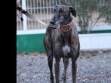 Disponible à l’adoption : chien Galgo de 3 ans