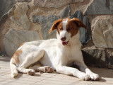 Centella, adorable chienne de 3 ans à adopter en association