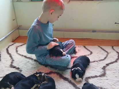 Chiots Bouvier Bernois à vendre