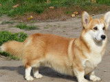 2 chiots femelles Welsh Corgi Pembroke à vendre, fauve, de novembre 2025 (LOF)