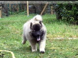 2 chiots mâles Eurasier LOF, sable charbonné d’octobre 2025 à réserver