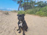 Mâle Staffordshire Bull Terrier disponible pour saillie