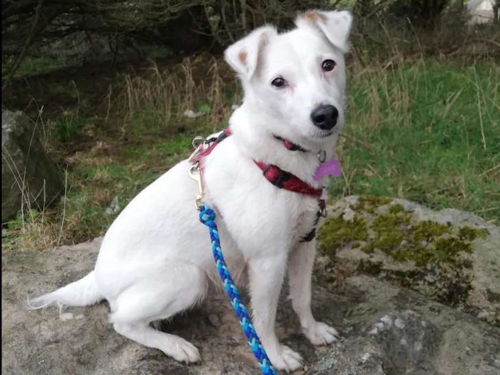 Handy, chienne Jack Russel à adopter