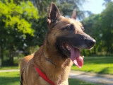 Digo, sénior Malinois à adopter en association