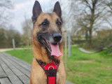 Digo, sénior Malinois à adopter en association